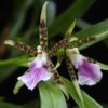 aspasia lunata 3 1