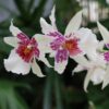 beallara hilo sparkle 1