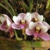 bifrenaria harrisoniae 10 1
