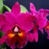 blc edisto newberry e677755bf1ca724c2516631689201002 240 0