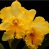 TAIWAN GOLDEN GIRL ''NEW RED POINT'' MUDA 2 blc taiwan golden girl new red point1 78fed141ea51287c1f15149324505884 640 0 1