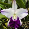 blc mem robert strait blue hawaii tamanho 3 287 1 20190927155710 2