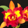 blc nobiles tropical sunset tao adulta 83 1 20190924121313 1