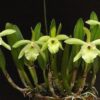 brassavola glauca D NQ NP 716665 MLB25937022931 082017 F 1