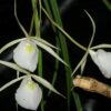 brassavola tuberculata 6 1