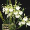brassavola nodosa 633 1 20200531191857 1