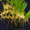 brassia chloroleuca 3