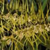 BRASSIA KELIANA X BRASSIA ETERNAL WIND MUDA