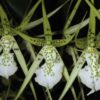 brassia verrucosa 1 1