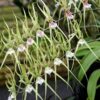 brassia verrucosa var sea breeze neil joyscience photo library 1