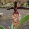BULBOPHYLLUM BREVISCARPUM MUDA
