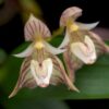 BULBOPHYLLUM AMBROSIA ADULTA
