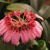 bulbophyllum eberhardtii 300x300 1 1