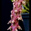 BULB SAUROCEPHALUM MUDA 2 bulbophyllum saurocephalum 4 1