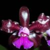 c leopoldii dark princess5001 d6ccc32e1c0041009415535295132236 640 0 1 1
