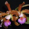 c orquidea cattleya kerchoveana 20 cm D NQ NP 582901 MLB20447218994 102015 F 1