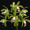 CATTLEYA GUTTATA SEMI ALBA - PRÉ ADULTA 2 c8feddb26c783fefbe7bbce20c48ba30 1