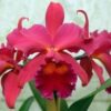 BLC. PUMPKIN FESTIVAL - CORTE ADULTO 2 campo das orquideas cattleya pumpkin for queen adulta capa 1 1