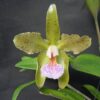 C. GRANULOSA KAISER GREEN X C. GRANULOSA ANACONDA ADULTA 3 catgranulosa 1