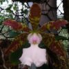 CATTLEYA ACLANDIAE ALBENSES CAROLYNE - PRÉ ADULTA 3 cattleya aclandiae albescens leticia self 2 anos p florir D NQ NP 774271 MLB27617474231 062018 F 1