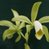 C. FORBESII ALBA X SELF 2 cattleya forbesii alba x self D NQ NP 504215 MLB25148848828 112016 F 1