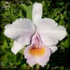 cattleya schroederae adulta envasada muito perfumada D NQ NP 164905 MLB25087094156 102016 F 1