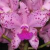 cattleya20amethystoglossa20orchidglade250 1