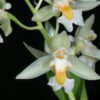 COELOGINE SULPHUREA ADULTO 3 chelonisulferea 1