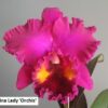 china lady 1 1