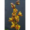 CIMBYDIUM MOSTARDA MUDA 10 A 20 CM 2 cimbidium mostarda 1