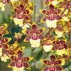 ONCYDIUM COLMANARA ADULTA 3 colmanara 1