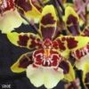 ONCYDIUM COLMANARA MUDA 3 coma 1