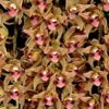 cymbidium devonianum 3 1