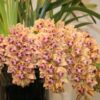 cymbidium spring wind 1