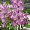 DENDROBIUM HÍBRIDO D100  PRÉ ADULTO