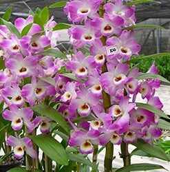DENDROBIUM HÍBRIDO D100  PRÉ ADULTO