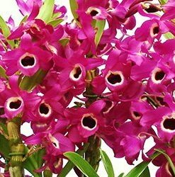 DENDROBIUM HÍBRIDO D2  PRÉ ADULTO