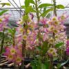 DENDROBIUM HÍBRIDO D28 PRÉ ADULTO 2 dd28 500 amp 2