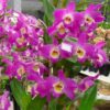 DENDROBIUM HÍBRIDO D55 PRÉ ADULTO 3 dd55 500 amp 2