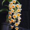dend thyrsiflorum x dend farmeri 1