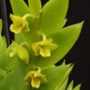 DENDROBIUM ANCEPSIS ADULTO 2 dendrobium anceps 1 2