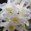 DENDROBIUM HANA ADULTA 2 dendrobium branco 588 1
