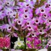 dendrobium corte 280x280 1 1