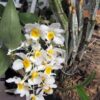 DENDROBIUM FARMERI ADULTA 3 dendrobium farmeri 7 1