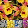 DENDROBIUM HÍBRIDO MUDAS KIT 10 UNIDADES