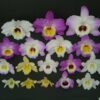 DENDROBIUM NOBILE MIX CORTE ADULTO - 5 UNIDADES