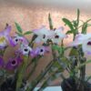 dendrobium nobile misto 3