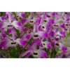 DENDROBIUM ROSA  PRECOCE MUDA