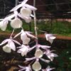 dendrobium pierardii 1 1