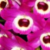 dendrobium rosa hibrido 1 1